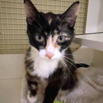 Neddy -  Domestic Short Hair Cat for Adoption in Philadelphia, Pennsylvania - Neddy | PetCurious