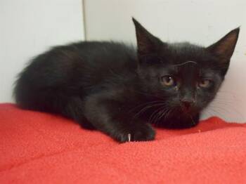 DILLON -  Domestic Short Hair Cat for Adoption in Sacramento, California - DILLON | PetCurious
