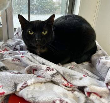 Rescue Domestic Short Hair Cats for Adoption in Lansing, Michigan - Drax | PetCurious