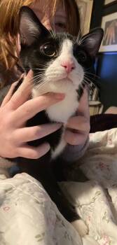 Rescue Domestic Short Hair Cats for Adoption in San Antonio, Texas - Mog | PetCurious