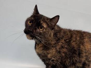 Rue -  Domestic Short Hair Cat for Adoption in Golden Valley, Minnesota - Rue | PetCurious