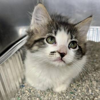 Cashmere -  Domestic Long Hair Cat for Adoption in Matteson, Illinois - Cashmere | PetCurious