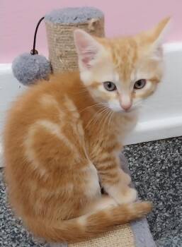 Domestic Short Hair Cats Available for Adoption in South Bend, Indiana - Home Depot * IN FOSTER * | PetCurious