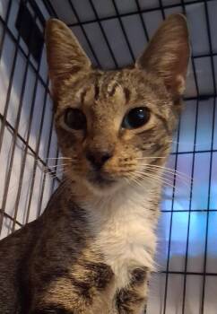 Zuzanna -  Domestic Short Hair Cat for Adoption in INDN HBR BCH, Florida - Zuzanna | PetCurious