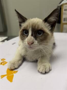 Siamese and Snowshoe Cats Available for Adoption in Ontario, California - MOUNTAIN DEW | PetCurious