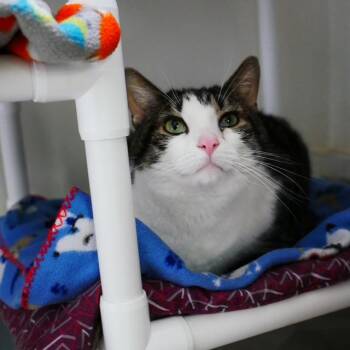 Rascal -  Domestic Short Hair Cat for Adoption in Ashland, Ohio - Rascal | PetCurious