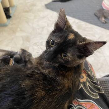 Dixie -  Domestic Short Hair Cat for Adoption in Las Vegas, Nevada - Dixie | PetCurious