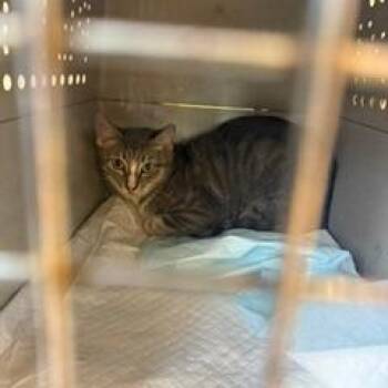Emerald -  Domestic Short Hair Cat for Adoption in West Palm Beach, Florida - Emerald | PetCurious