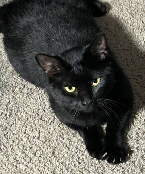 Rescue Domestic Short Hair Cats for Adoption in Richmond, Virginia - Mango | PetCurious