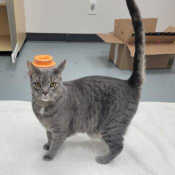 Domestic Short Hair Cats Available for Adoption - Danny - Gray Tabby @PAWZ Pet Cafe | PetCurious