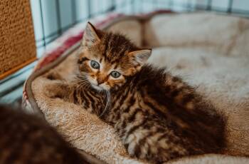 Rescue Tabby Cats for Adoption in Le Mars, Iowa - Prune Juice (Pink Collar) | PetCurious