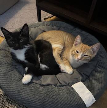 Domestic Short Hair Cats Available for Adoption - Bagels Amd Waffles | PetCurious