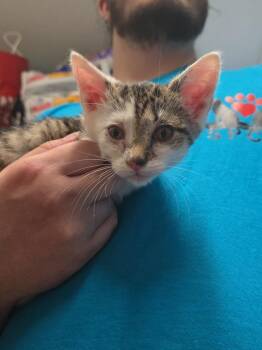 Dobby -  Domestic Short Hair Cat for Adoption in Pine Grove, Pennsylvania - Dobby | PetCurious