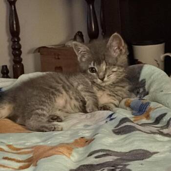 Domestic Short Hair Cats Available for Adoption - Cranberry | PetCurious