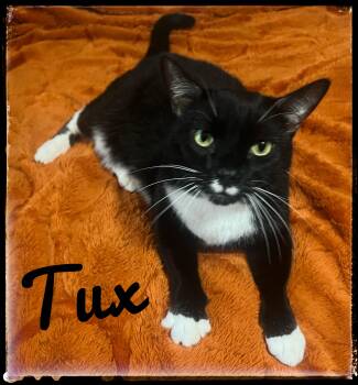Domestic Short Hair Cats Available for Adoption - Tux | PetCurious
