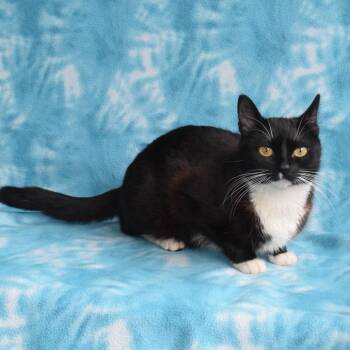 Domestic Short Hair Cats Available for Adoption in Eureka, California - Pixie | PetCurious