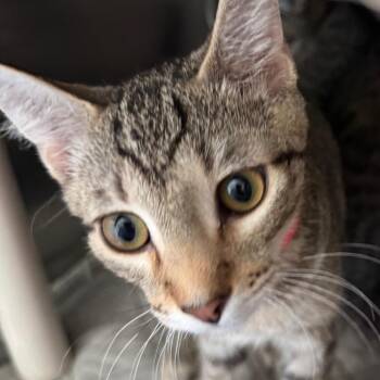 Grogu -  Domestic Short Hair Cat for Adoption in Lakewood, Colorado - Grogu | PetCurious