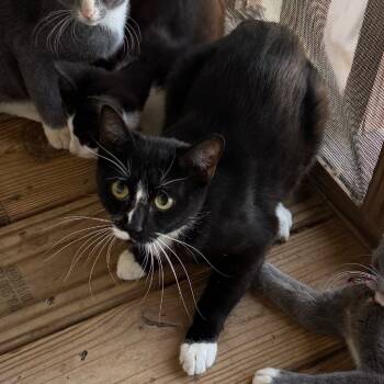 Rescue Domestic Short Hair Cats for Adoption in Brownsboro, Alabama - Milky Way | PetCurious