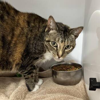 Domestic Short Hair Cats Available for Adoption in Columbus, North Carolina - Muffy | PetCurious