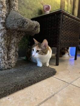 Rescue Domestic Short Hair Cats for Adoption in The Colony, Texas - Pepper Potts | PetCurious