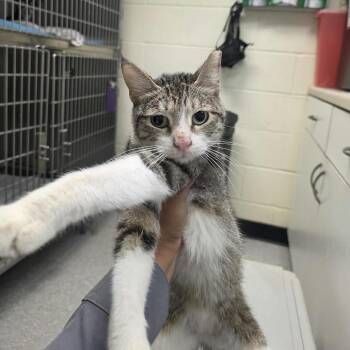 Maurice 26-10-001 -  Domestic Short Hair Cat for Adoption in Bastrop, Texas - Maurice 26-10-001 | PetCurious