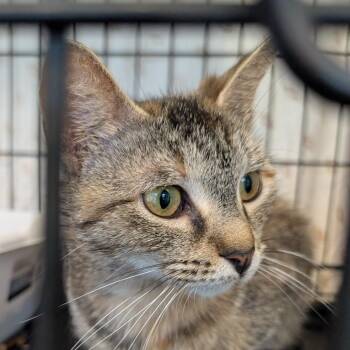 Domestic Short Hair Cats Available for Adoption in Bel Air, Maryland - Ella | PetCurious