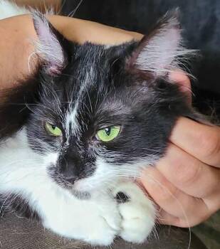 Domestic Short Hair Cats Available for Adoption in Salinas, California - Shylo | PetCurious