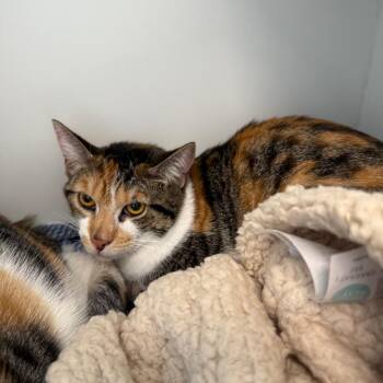 Pumpkin -  Domestic Short Hair Cat for Adoption in Port Richey, Florida - Pumpkin | PetCurious