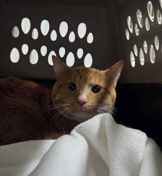 Bullet -  Domestic Short Hair Cat for Adoption in Fruit Heights, Utah - Bullet | PetCurious