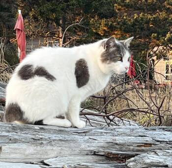 Bobbi - female kitty -  Domestic Short Hair Cat for Adoption in Bothell, Washington - Bobbi - Female Kitty | PetCurious