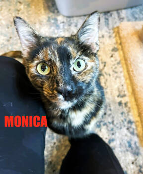 Rescue Domestic Short Hair Cats for Adoption in Mooresville, North Carolina - Monica | PetCurious