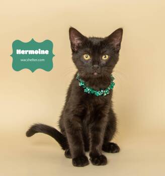 Rescue Domestic Short Hair Cats for Adoption in Wyandotte, Michigan - HERMOINE GRANGER | PetCurious