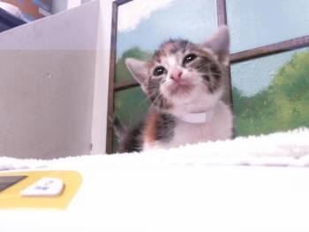 MITTENS -  Domestic Short Hair Cat for Adoption in Houston, Texas - MITTENS | PetCurious