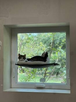 Joy -  Domestic Short Hair Cat for Adoption in Holland, Michigan - Joy | PetCurious