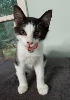 Jake -  Domestic Short Hair Cat for Adoption in Greensboro, North Carolina - Jake | PetCurious
