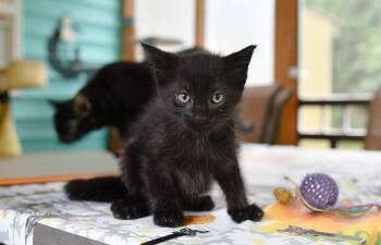Kip -  Domestic Short Hair Cat for Adoption in Hermitage, Pennsylvania - Kip | PetCurious