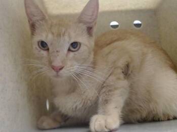 A554261 -  Domestic Short Hair Cat for Adoption in Moreno Valley, California - A554261 | PetCurious
