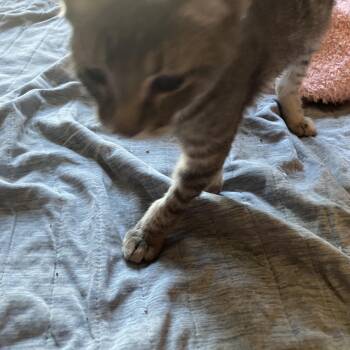 Rescue Tabby and American Shorthair Cats for Adoption in El Mirage, Arizona - Kit | PetCurious