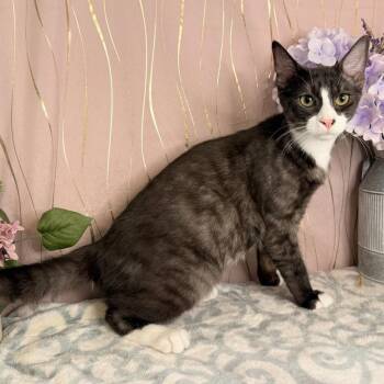Scout -  Domestic Short Hair Cat for Adoption in Long Beach, Mississippi - Scout | PetCurious