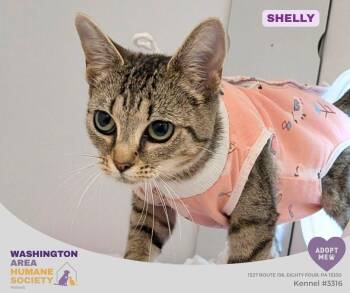 Domestic Short Hair Cats Available for Adoption in Eighty Four, Pennsylvania - Shelly | PetCurious