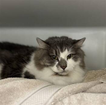 Domestic Long Hair Cats Available for Adoption in Boston, Massachusetts - STORMY | PetCurious