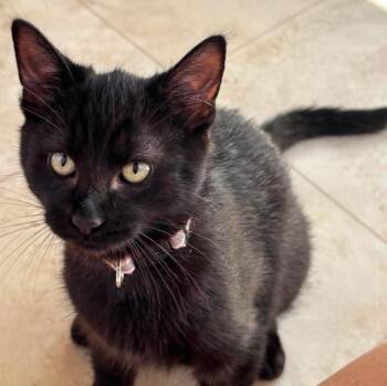 Dart -  Domestic Short Hair Cat for Adoption in St. Ignace, Michigan - Dart | PetCurious
