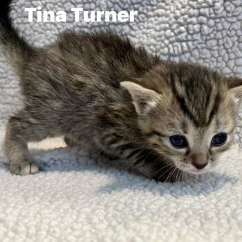 Tina Turner -  Domestic Short Hair Cat for Adoption in Corydon, Indiana - Tina Turner | PetCurious