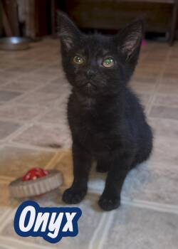 Onyx -  Domestic Short Hair Cat for Adoption in Okemah, Oklahoma - Onyx | PetCurious