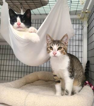 Dutch Brothers Coffee litter -  Domestic Short Hair Cat for Adoption in Kirkland, Washington - Dutch Brothers Coffee Litter | PetCurious