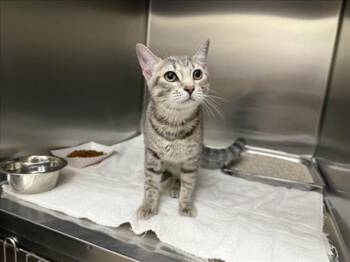 EMILY -  Domestic Short Hair Cat for Adoption in Santa Fe, New Mexico - EMILY | PetCurious