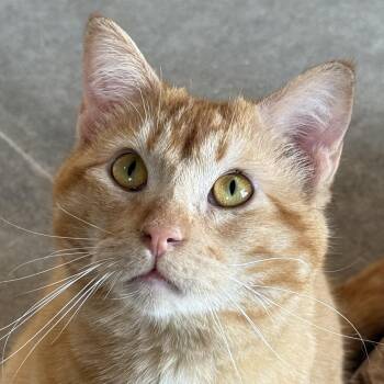 Zeppelin -  Domestic Short Hair Cat for Adoption in Auburn, Nebraska - Zeppelin | PetCurious