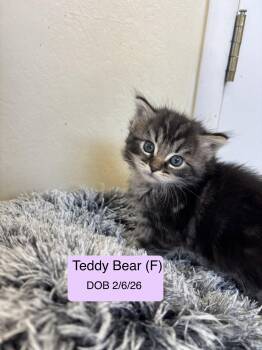 Tabby and Domestic Medium Hair Cats Available for Adoption in Vacaville, California - Teddy Bear Bonded With Fluffy Bear | PetCurious