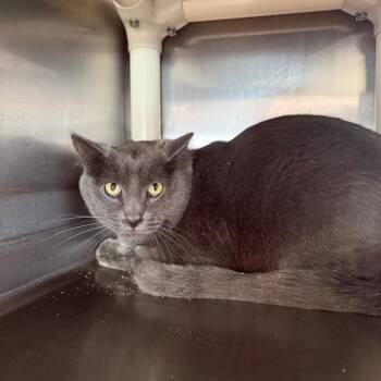 Gizmo -  Domestic Medium Hair Cat for Adoption in Spanish Fork, Utah - Gizmo | PetCurious