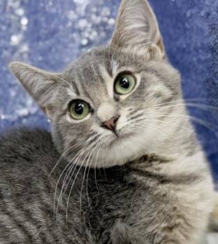 Bess is a BEAUTY - petite silver kitten princess - VIDEO - OLD E -  Silver and Tabby Cat for Adoption in Bedford Hills, New York - Bess Is A BEAUTY - Petite Silver Kitten Princess - VIDEO - OLD E | PetCurious
